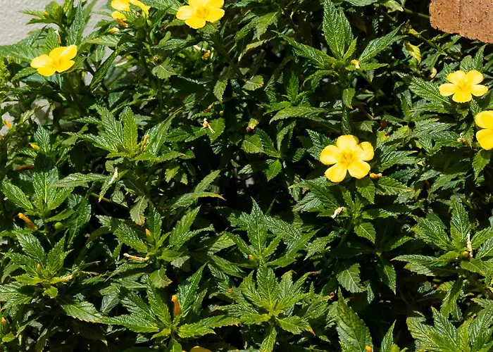 Casa Clavellinas * Corralejo