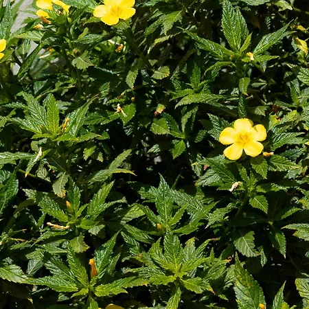 Casa Clavellinas * コラレホ